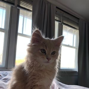 Meet your Posher, Emma